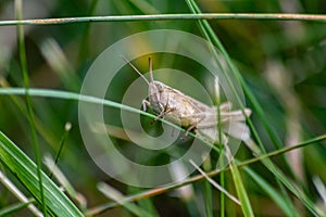 Single isolated grasshopper hopping through the grass in search of food, grass, leafs and plants as plague with copy space bugs