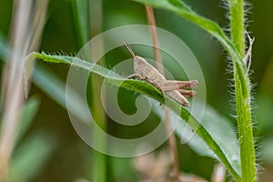 Single isolated grasshopper hopping through the grass in search of food, grass, leafs and plants as plague with copy space bugs