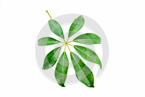 Single isolated leaf