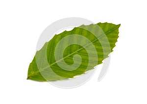 Single isolated leaf on a white background