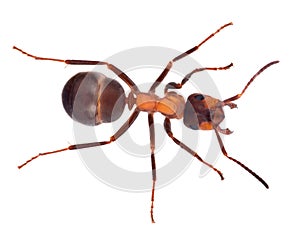 Single isolated light brown forest ant