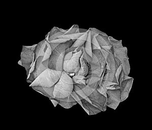 Single isolated monochrome white rose blossom macro on black background