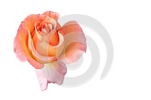 Orange pink yellow rose blossom with rain drops, fine art still life on white background and detailed texture