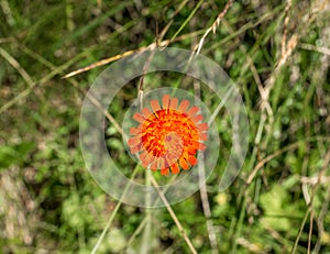 Single isolated Pilosella aurantiaca also known as fox-and-cubs or orange hawk bit