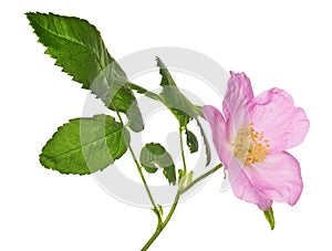 Single isolated pink brier flower with green leaves photo