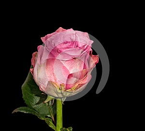 Single isolated pink white rose with leaves on black background