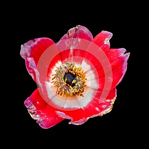 Single isolated red anemone blossom macro, black background, still life fine art close-up