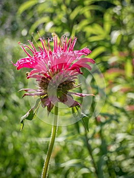 Single isolated red monarda fistulosa, the wild bergamot or bee balm flower on a field