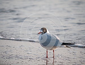 Single isolated seagull bird on the beach of the Black Sea