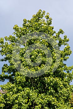 Single Isolated Tree Against A Stormy Gray Cloudy Sky