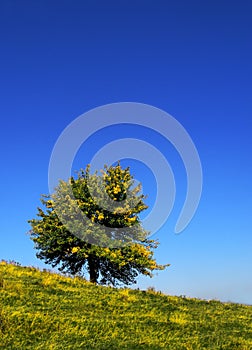 Single isolated tree summer blue sky