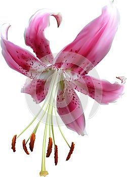 Single isolated on white intense pink lily bloom