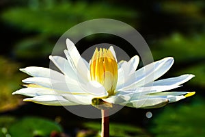 A single isolated white lotus with yellow stamen