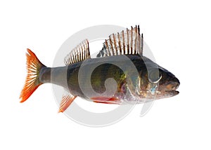 Single isolated on white perch