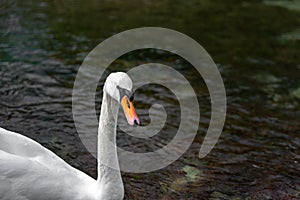A single isolated white Swan on the River Lathkill, Peak District, Derbyshire