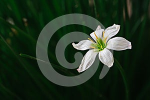 A single, isolated white windflower over a green background