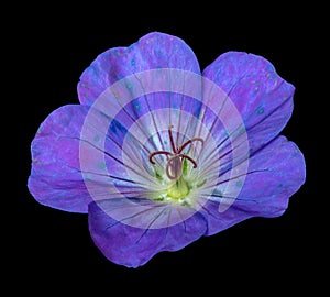 Single isolated wide open blue blooming female geranium / cranesbill flower on black