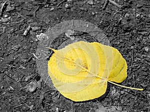 Single isolated yellow leaf on the ground. Selective color effec photo