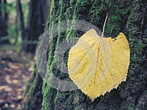 Single isolated yellow leaf on a tree bark covered with green moss