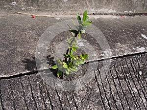Single ivy based plant growing out of urban concrete