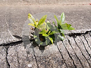 Single ivy based plant growing out of urban concrete