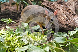 Single Java mouse-deer in a zoological garden terrarium