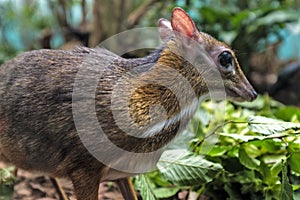 Single Java mouse-deer in a zoological garden terrarium