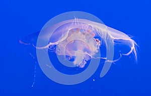 Single jelly fish in deep blue water