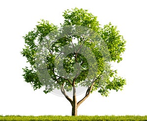 Single Juglans Regia tree in the middle of a grassy field on white transparent background. 3D rendering illustration