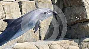 Single jumping bottlenose dolphin