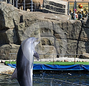 Single jumping bottlenose dolphin