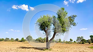 Single Khejari (Prosopis Cineraria) in the desert field with blue sky