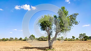 Single Khejari (Prosopis Cineraria) in the desert field with blue sky