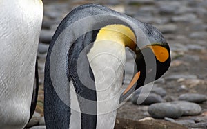 Single king penguin close up in South Georgia Antarctica