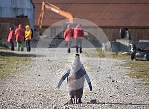 Single king penguin and cruise tourist in Grytviken, South Georgia