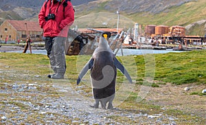 Single king penguin and cruise tourist in Grytviken, South Georgia