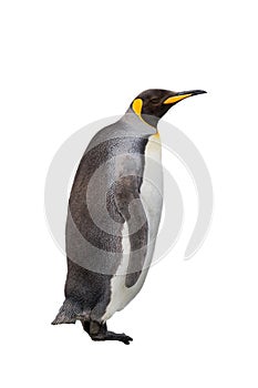 Single king penguin isolated on white background