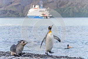 single king penguin in South Georgia posing in front of the ocean