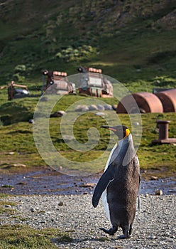 Single king penguin walking on path in Grytviken, South Georgia