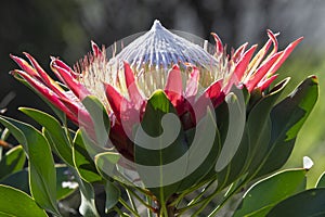 Single King Protea, Protea cynaroides and green leaves in natural sun ligh