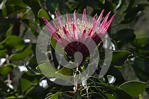 Single King Protea, Protea cynaroides