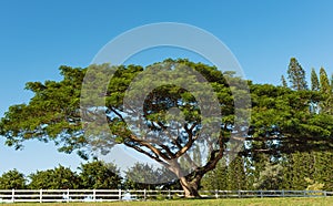 Single koa tree acacia koa kauai hawaii photo