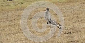 Single Kori bustard, Ardeotis kori, walking to left,