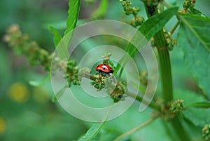 Ladybird (Coccinellidae)