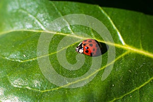 Single ladybug on green leaf in summer sun - macro