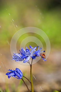 Single Ladybug on violet bellflowers in spring
