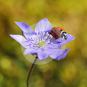 Single Ladybug on violet flower in springtime