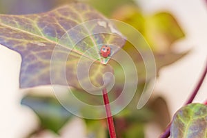 Single ladybug walking on green leaf