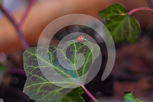 Single ladybug walking on green leaf