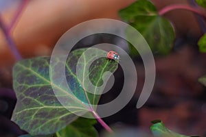 Single ladybug walking on green leaf